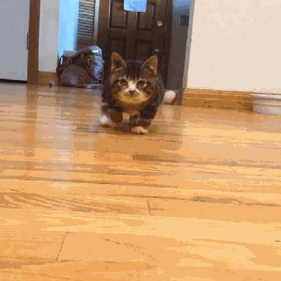 猫兄妹可爱视频,矮脚猫兄妹