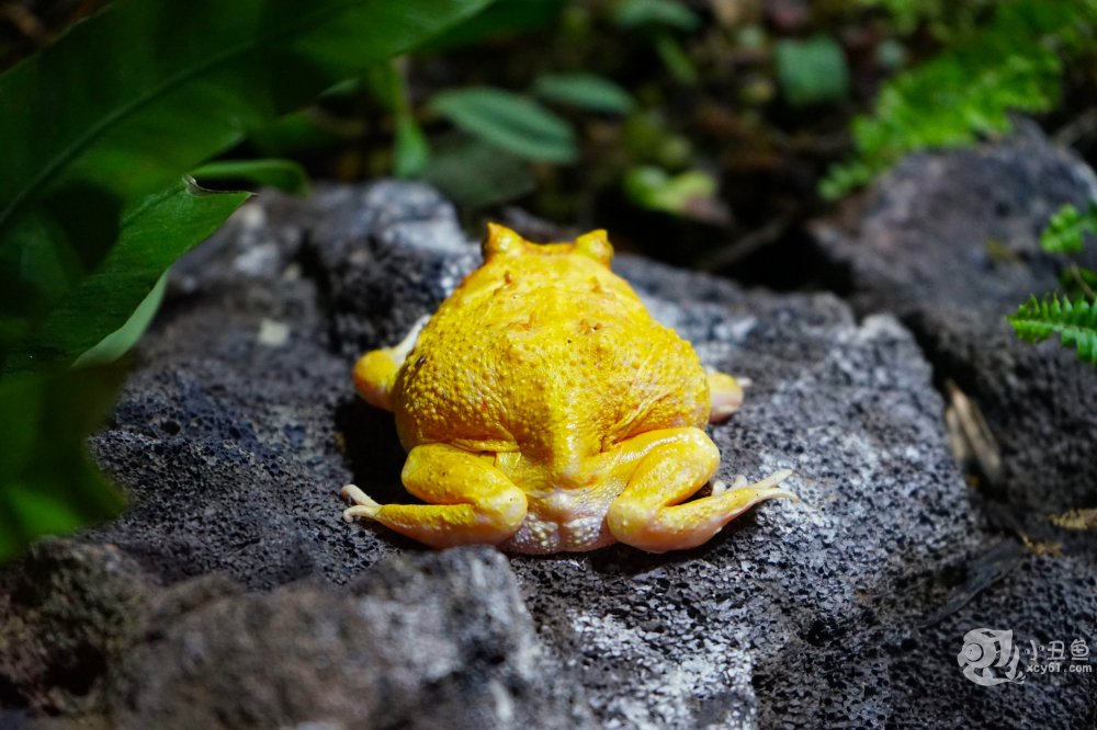 儿童玩的遛娃好去处,有动物的溜娃好去处