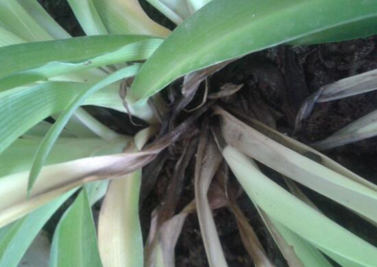 吊兰烂根了怎么办,吊兰烂根什么原因