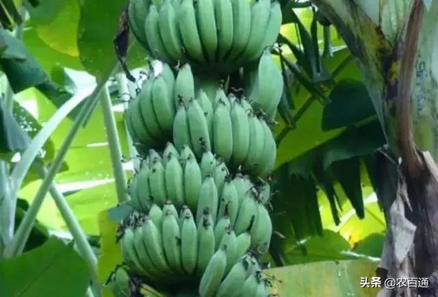 寒流过后，蕉园该如何处理？香蕉受冻后的促长措施