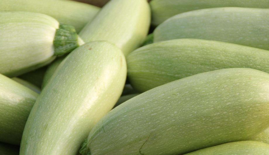 西葫芦长秧不长瓜怎么回事,西葫芦吊蔓技术