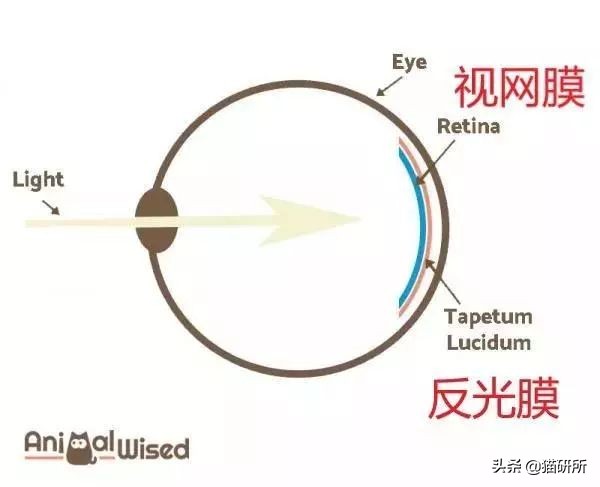 这9个猫界冷知识，你知道么？