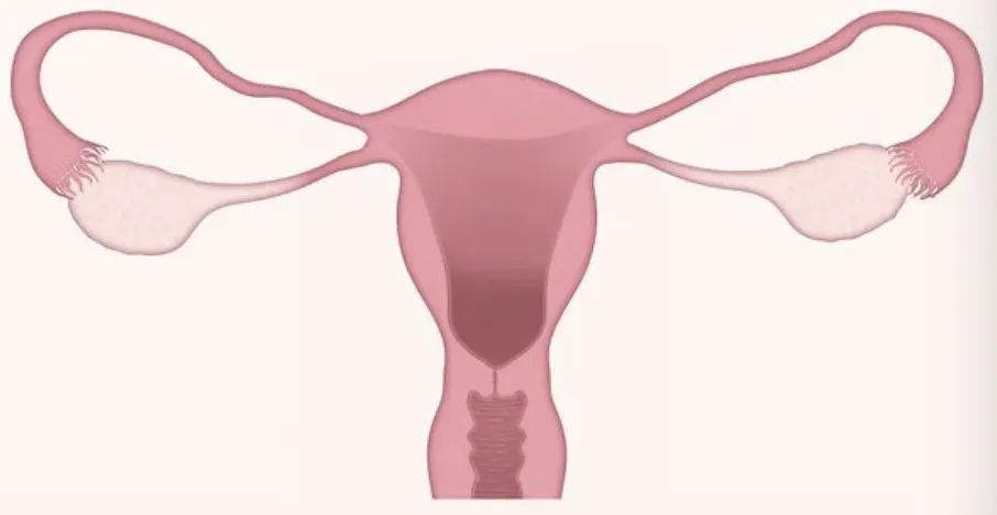 发生*行为性**后，可能会有这4种伤害，有*伴侣性**的都得小心了