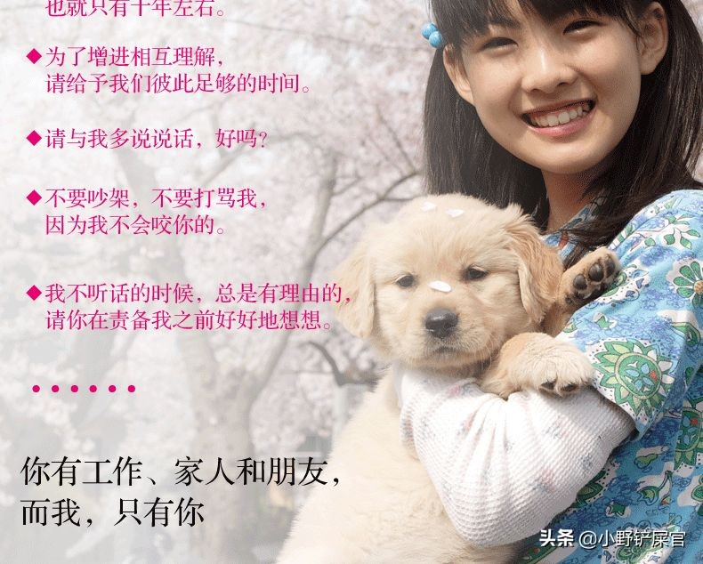 盘点金毛犬的优点和缺点,金毛欢迎光临