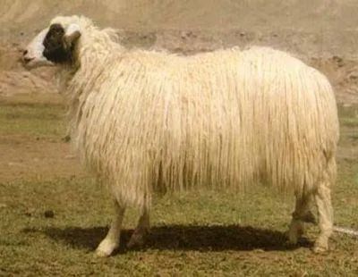 羊毛地毯,羊毛线编织地毯