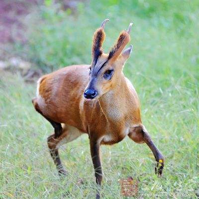 獐头鼠目指什么动物,獐头鼠目面相的女人