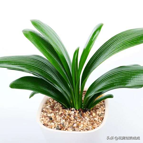 怎样才能使君子兰油光发亮,如何养君子兰叶子翠绿油光发亮