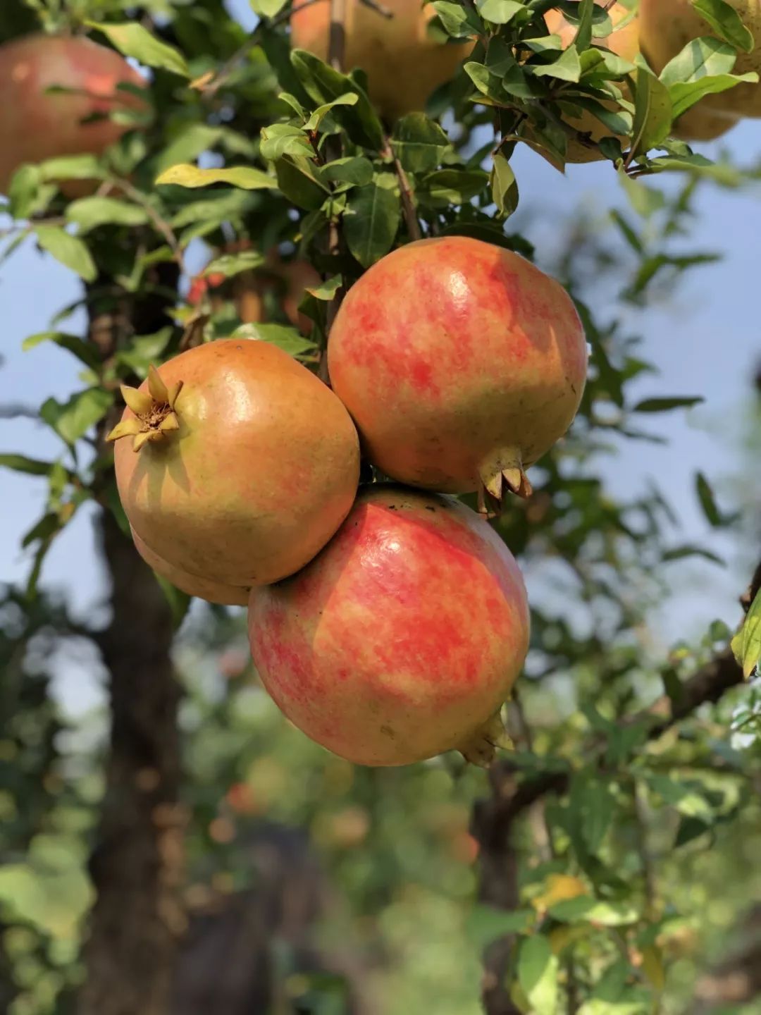 突尼斯软籽石榴目前有几个品种,突尼斯软籽石榴和红宝石石榴区别