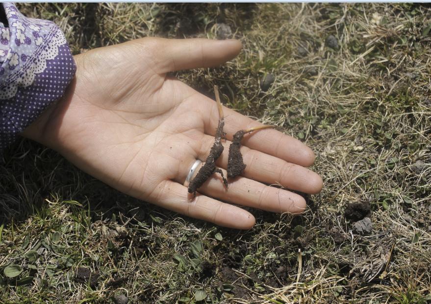 冬虫夏草在什么地方可以挖得到,冬虫夏草的虫怎么挖