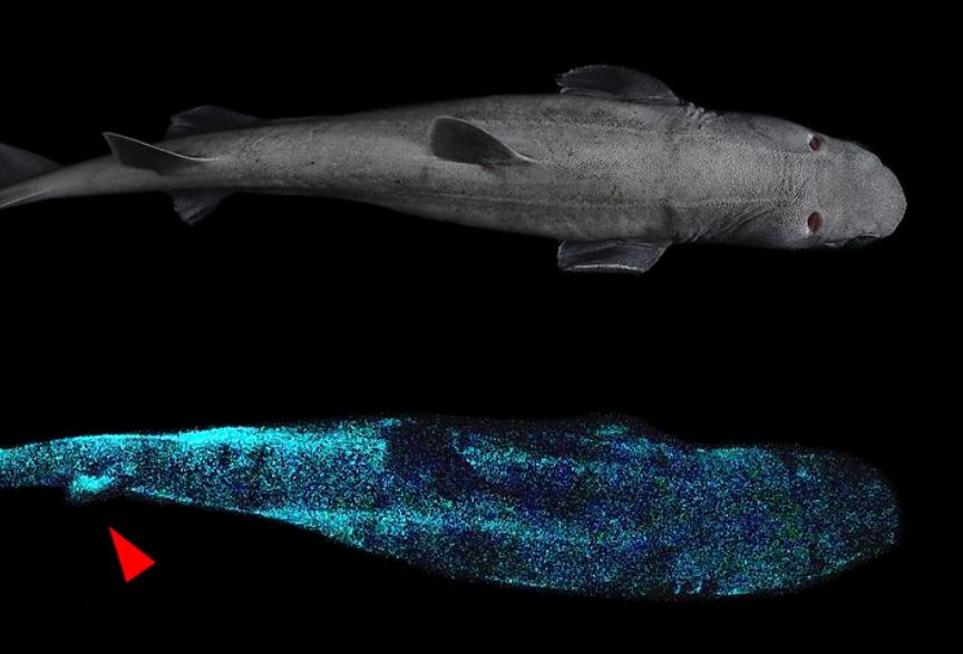 超级恐怖的深海巨鲨,新西兰巨型夜光鲨探秘