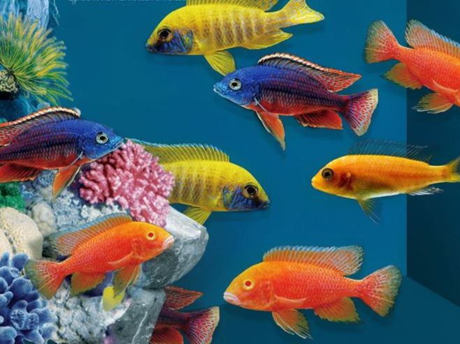 哪些三湖慈鲷鱼容易上手,三湖慈鲷可以再加些三湖慈鲷么