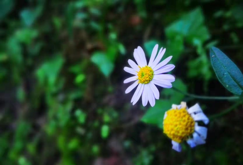 2018国产奶粉贝因美,奶粉老牌子贝因美