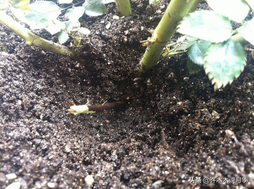 月季黑杆烂根用什么药,月季扦插黑杆了怎么救
