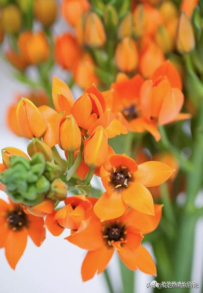 每日一花|伯利恒之星,可用于治疗癌症,洁白可爱