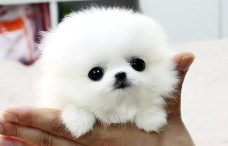 茶杯犬真的不会长大？买一只多少钱？