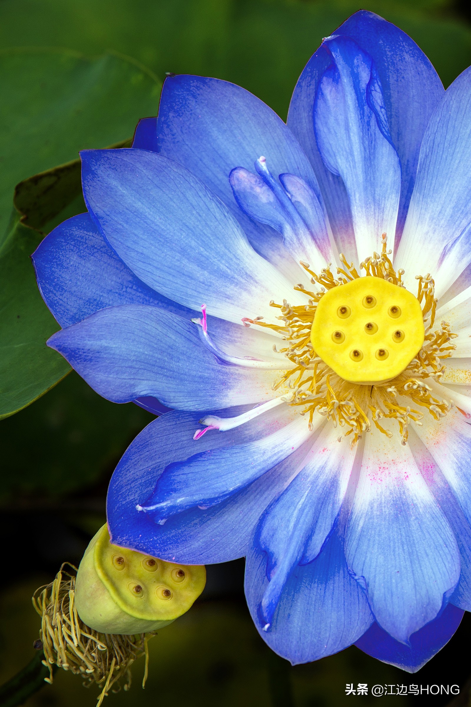 蓝莲花有第二季吗,蓝莲花怎么没有完整版