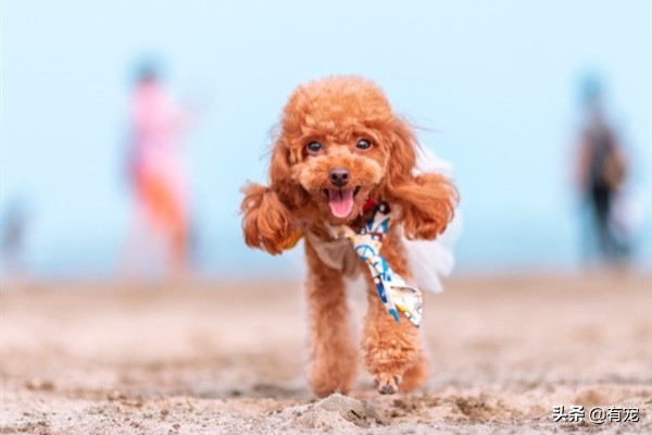 长毛狗狗梳毛的正确方法,狗狗毛发蓬松好还是短毛好