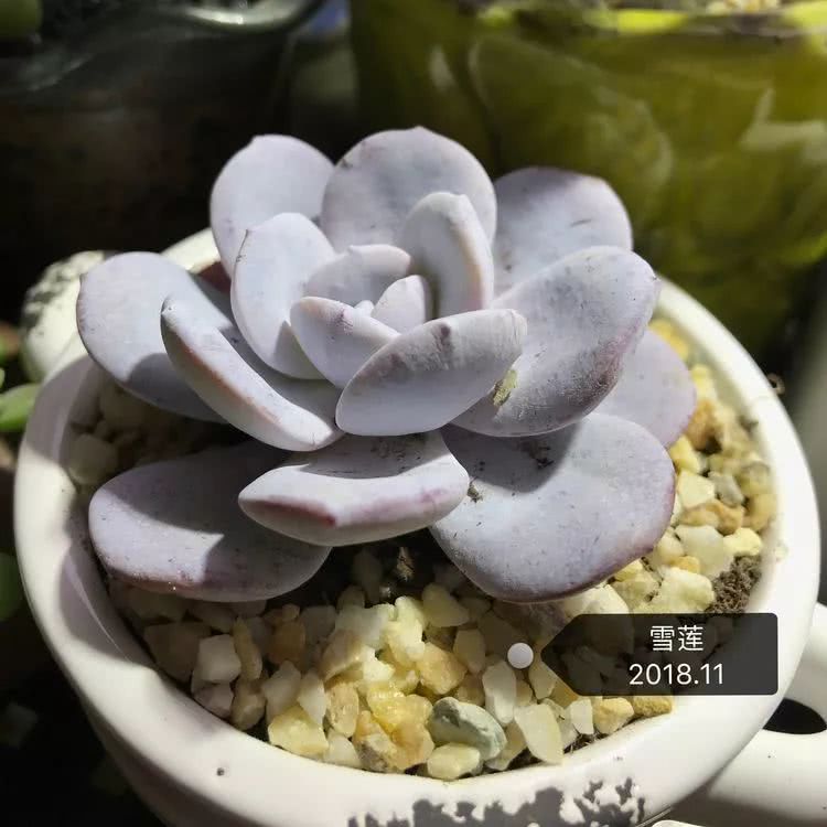 多肉名字怎么记,多肉的品种图片及名字寓意