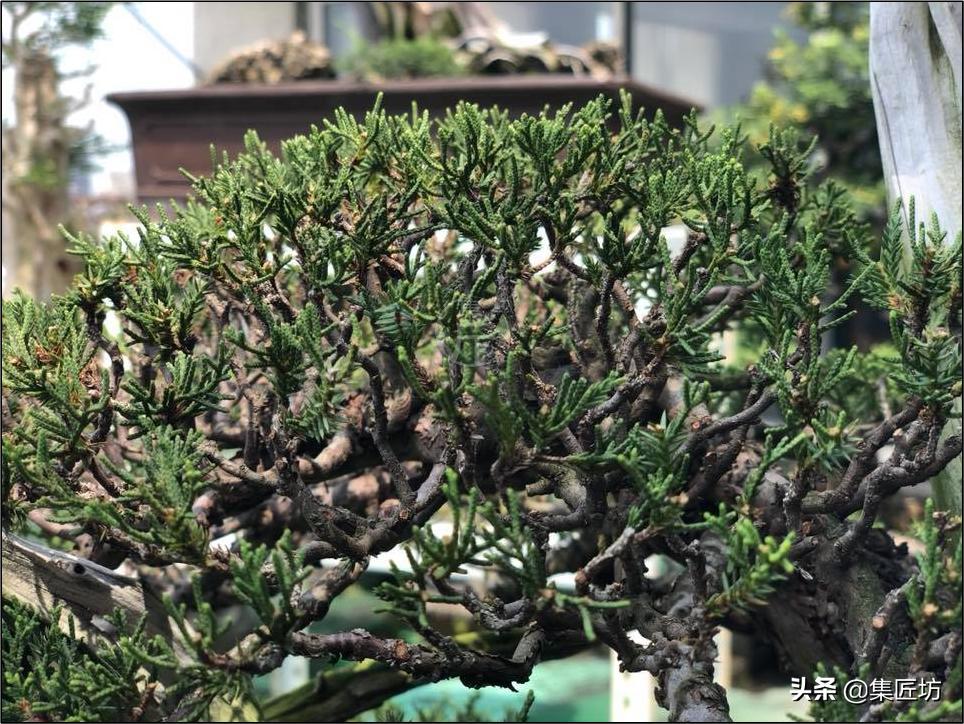 修剪不复杂学会修剪手法,修剪方法种类