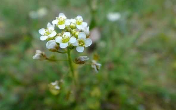 春在溪头荠菜花全诗,春在溪头荠菜花怎么读