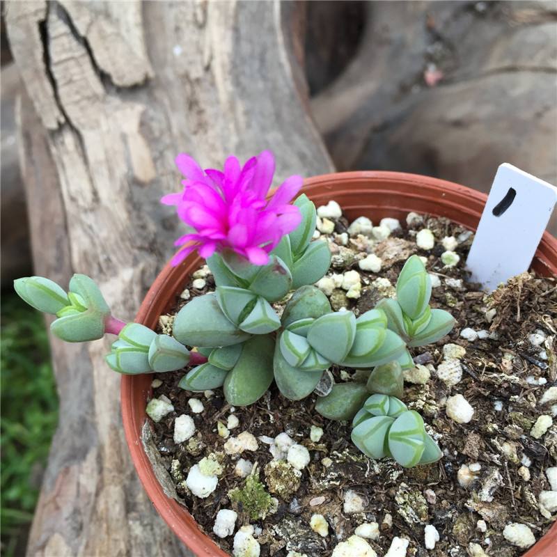 100种常见多肉植物图鉴收藏,1000种多肉植物图鉴及名字