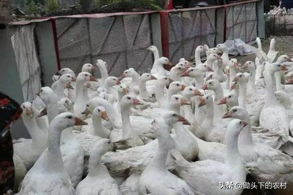 如今养鹅还有市场吗,养鹅形势