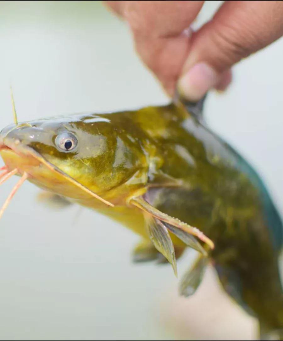四川河里大眼鱼,四川泛滥的鱼