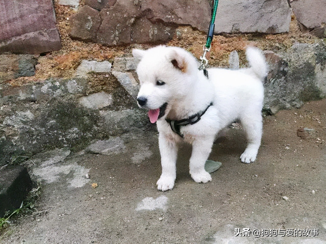 发财了！花了三十五买回的白色土狗，朋友见后说值两千