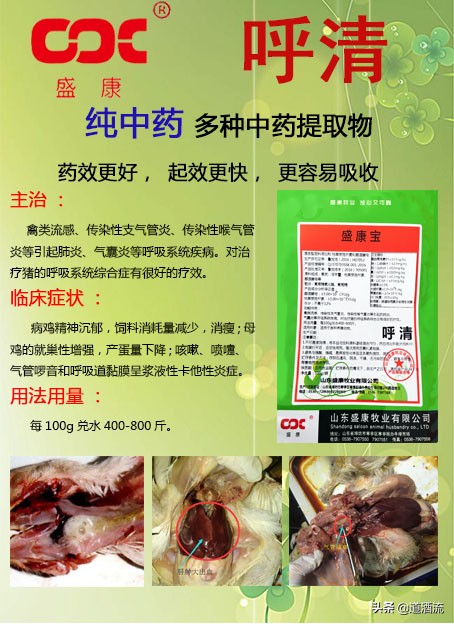 养鸡场鸡中暑了怎么处理,蛋鸡中暑怎么办