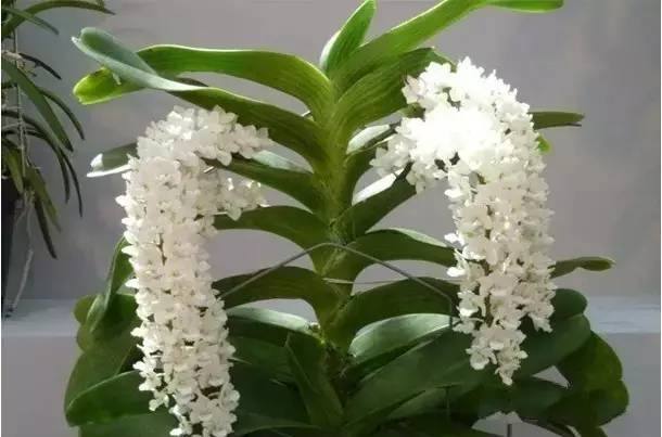 极品中的精品兰花,带你回忆天价兰花蕙兰篇