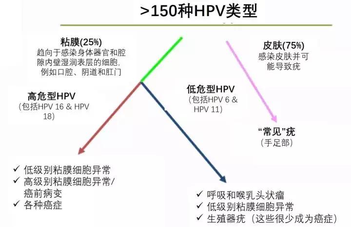 协和专家：感染HPV病毒不要怕，80%就像感冒，可自愈