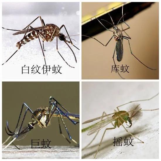 关于蚊虫叮咬引起的皮肤病,最近皮肤容易被蚊虫叮咬