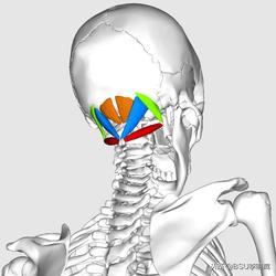 躺床头前倾矫正,怎么纠正头前倾