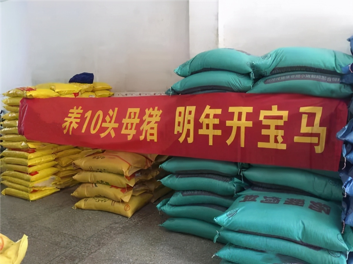 农村养猪10头母猪,农村养猪人自述