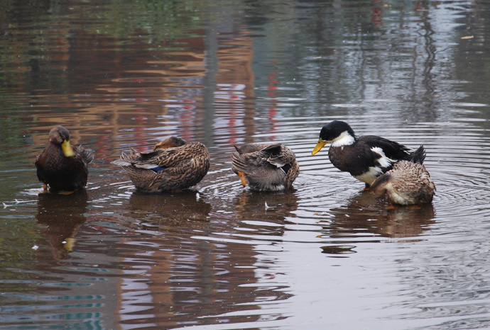 水墨上里完整版,水墨上里视频