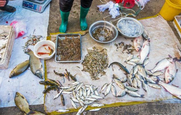 中华刺鳅野生能吃吗,野生刺鳅营养价值