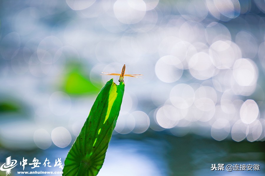 2018,安徽印象「徽镜映像工作室一年图片精选」