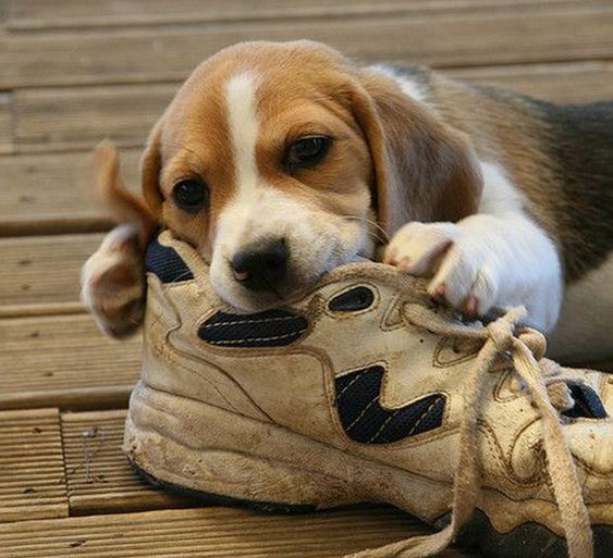 狗拆家怎么办教你一招,怎么训练狗狗不拆家乱咬东西