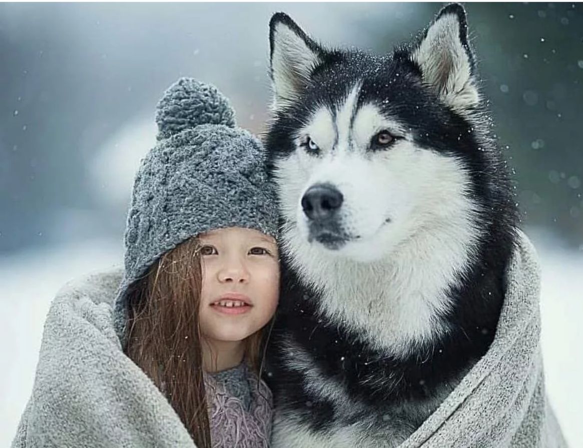 西伯利亚的二哈犬,俄罗斯真正的西伯利亚雪橇犬