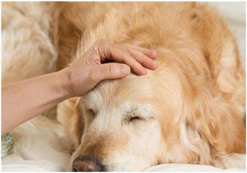 养狗如何预防狗身上的细菌,养狗怎么能解决狗毛