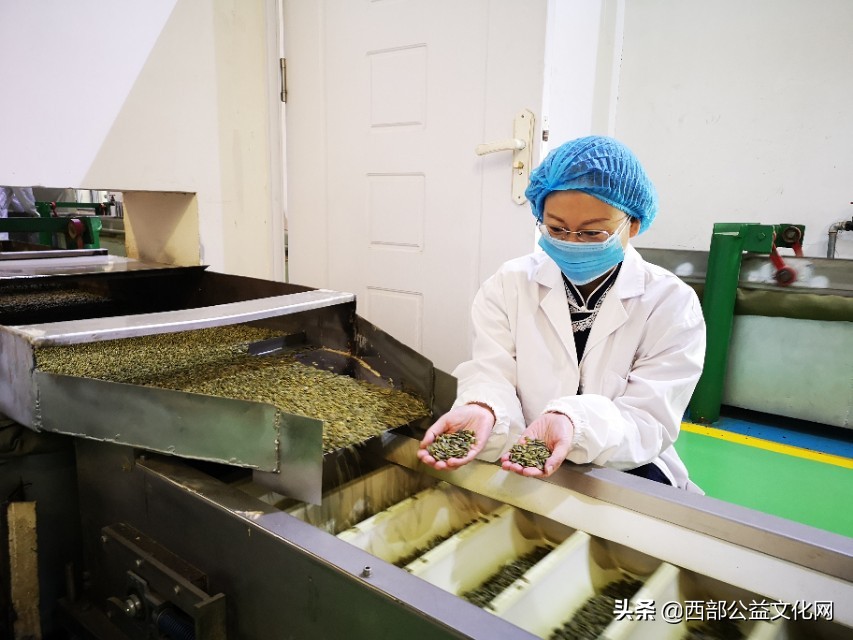 金苹果，是河西走廊一颗璀璨的明珠