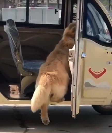 金毛好像被什么卡住,金毛被卡住了怎么办