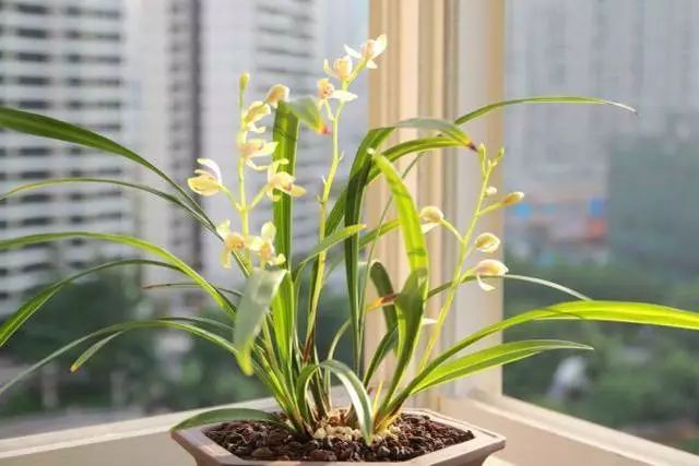 兰花有蚂蚁要消灭吗,如何治兰花盆中的蚂蚁