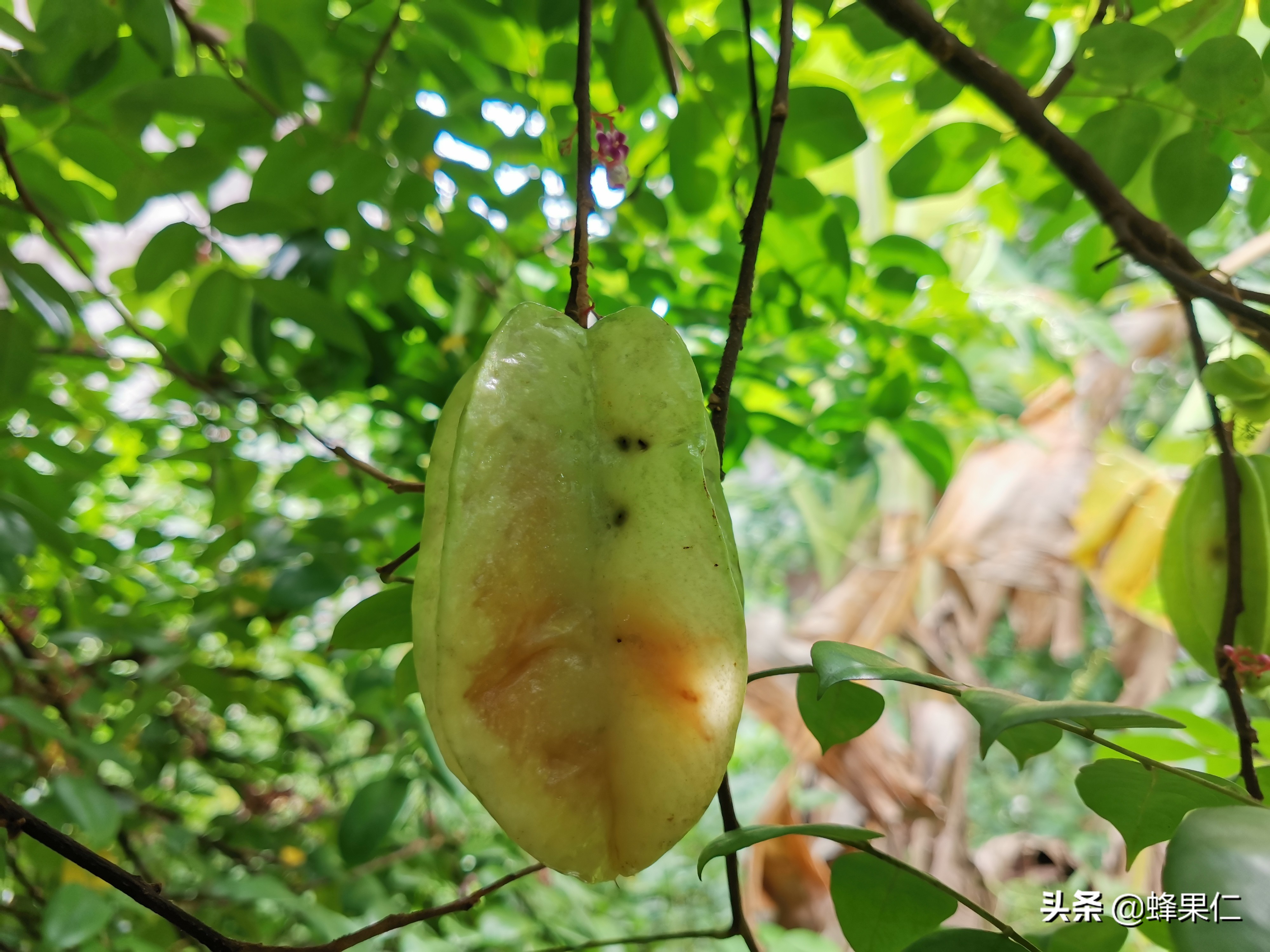 杨桃中的虫子,杨桃树上长虫子怎么办