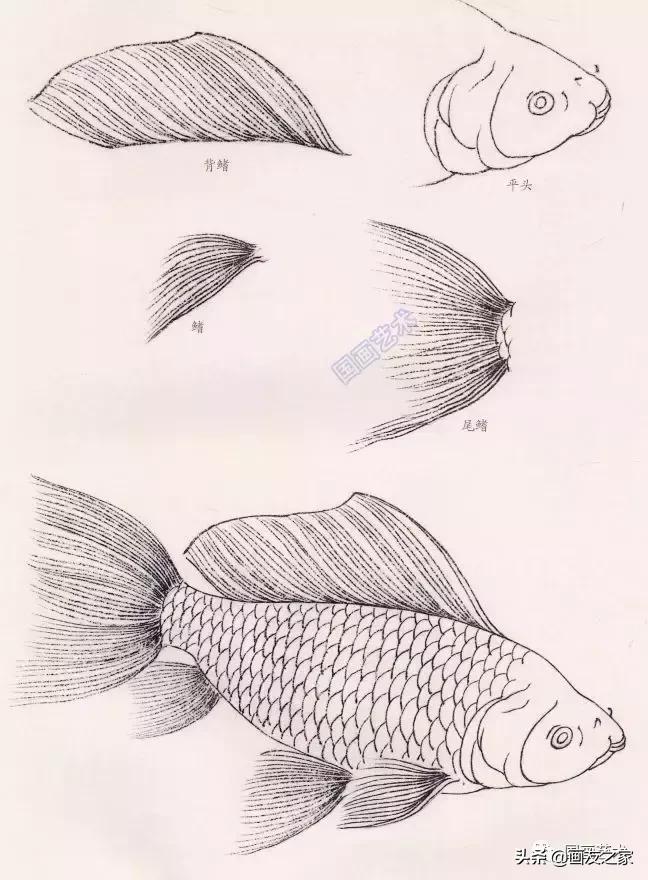 金鱼工笔国画精品欣赏,工笔金鱼图片大全大图