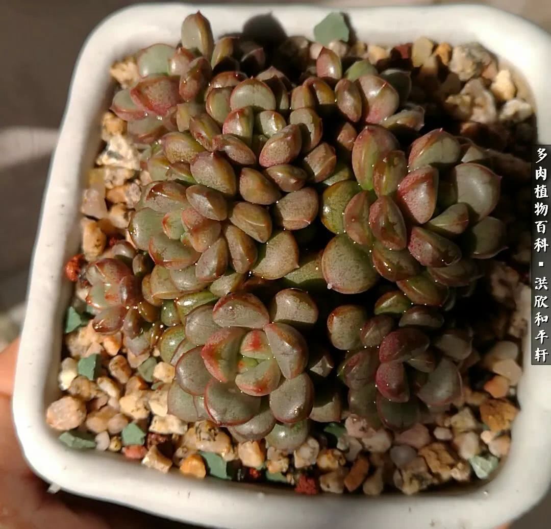 多肉的四季轮回,四季轮回多肉