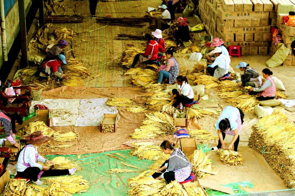 种下“绿叶子” 烤出“黄叶子” 换来“金票子”