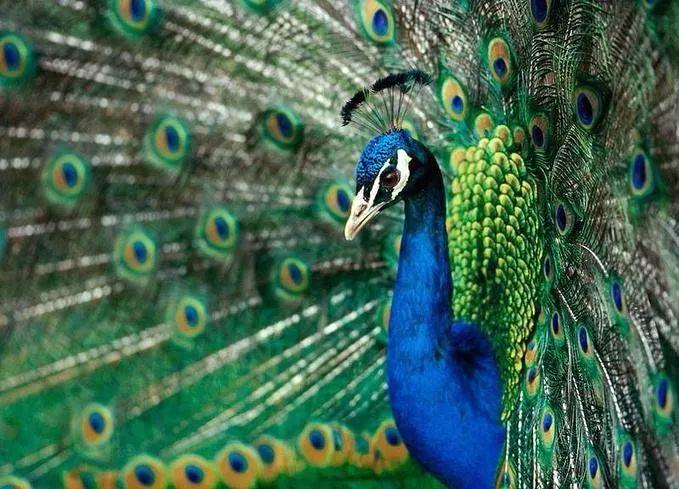 西双版纳风景之旅自由行旅游攻略,邂逅雨林西双版纳秘境之旅