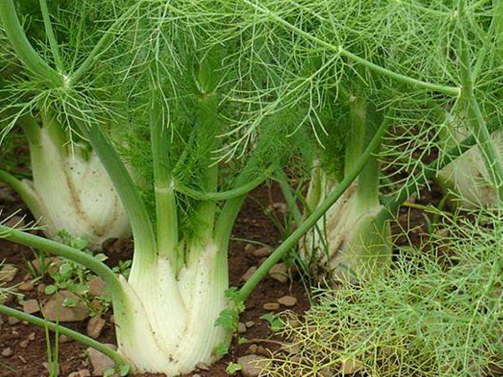 小茴香的盆栽种植技术与方法图片,盆栽茴香怎么长得粗壮好看