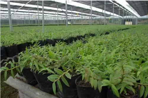 南方大棚种植什么药材最赚钱,药材种植什么最赚钱找制药厂合作